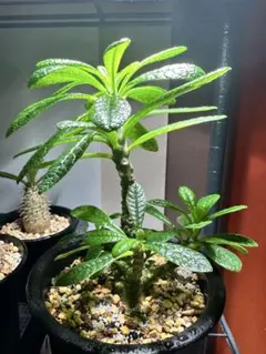 2026年最新】ドルステニアギガスの人気アイテム - メルカリ