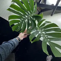 2026年最新】マクロコズム デリシオーサの人気アイテム - メルカリ