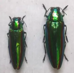 2026年最新】標本 昆虫 タマムシの人気アイテム - メルカリ