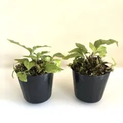 2026年最新】野生蘭の人気アイテム - メルカリ