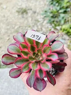 2026年最新】アエオニウム シャネルの人気アイテム - メルカリ