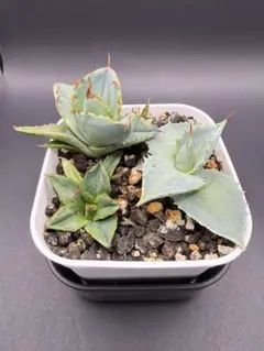 2026年最新】アガベ イラン株の人気アイテム - メルカリ