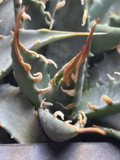 2026年最新】エボリスピナ 斑入りの人気アイテム - メルカリ