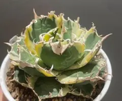 2026年最新】白鯨錦の人気アイテム - メルカリ