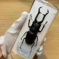 2026年最新】ノコギリクワガタ標本の人気アイテム - メルカリ