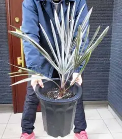 2026年最新】ビスマルキア・シルバーの人気アイテム - メルカリ