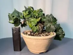 2026年最新】竜神蔦の人気アイテム - メルカリ