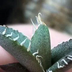 2026年最新】オテロイ実生の人気アイテム - メルカリ