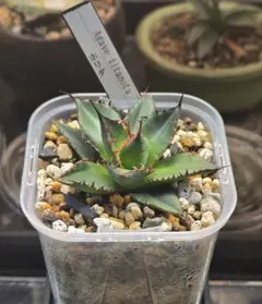 2026年最新】アガベ 鉢の人気アイテム - メルカリ