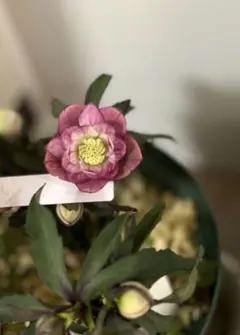 2026年最新】大木ナーサリー クリスマスローズの人気アイテム - メルカリ