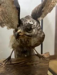 2026年最新】鷹の剥製の人気アイテム - メルカリ