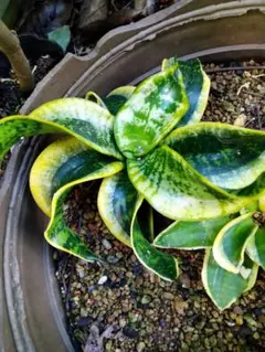 2026年最新】サンセベリア 希少の人気アイテム - メルカリ