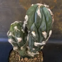 2026年最新】サボテンアズレウスの人気アイテム - メルカリ