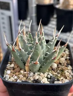 2026年最新】エボリスピナ陽炎の人気アイテム - メルカリ