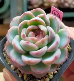 2026年最新】サボテン相談室の人気アイテム - メルカリ