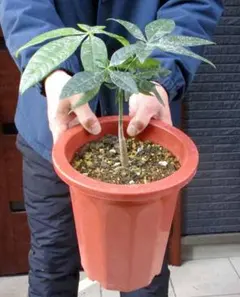 2026年最新】パキラ 斑入り 実生の人気アイテム - メルカリ