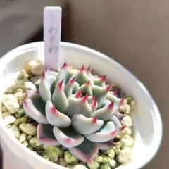 2026年最新】おらいさん苗 そわそわの人気アイテム - メルカリ