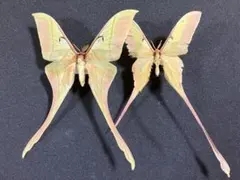 2026年最新】蛾標本の人気アイテム - メルカリ