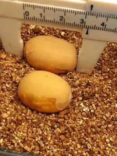 2026年最新】エンセファラルトスの人気アイテム - メルカリ