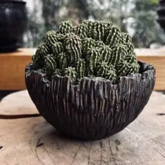 2026年最新】セプルタの人気アイテム - メルカリ