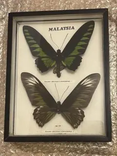 2026年最新】蝶標本の人気アイテム - メルカリ