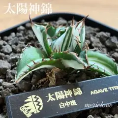 2026年最新】上澳園芸の人気アイテム - メルカリ