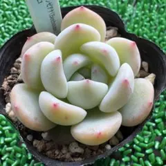 2026年最新】リンゼアナの人気アイテム - メルカリ