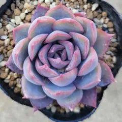 2026年最新】ロウルサンコの人気アイテム - メルカリ