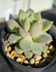 2026年最新】ロウルサンコ 多肉の人気アイテム - メルカリ