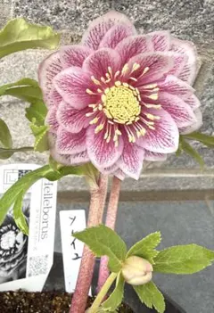 2026年最新】広瀬 ソレイユの人気アイテム - メルカリ