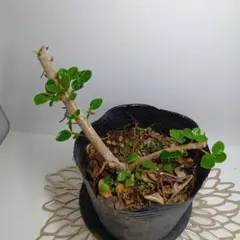 2026年最新】ガジュマル 斑入りの人気アイテム - メルカリ