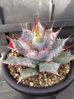 2026年最新】屈原 甲蟹の人気アイテム - メルカリ