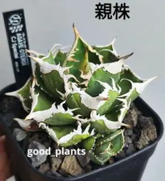 2026年最新】チタノタ海王の人気アイテム - メルカリ