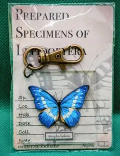 2026年最新】ヘレナモルフォ 標本の人気アイテム - メルカリ