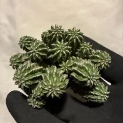 2026年最新】セプルタの人気アイテム - メルカリ