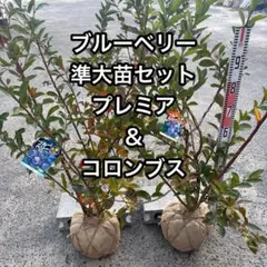 2026年最新】コロンブス ブルーベリーの人気アイテム - メルカリ