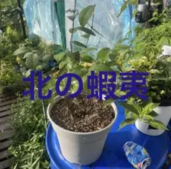 2026年最新】ハスカップ苗の人気アイテム - メルカリ