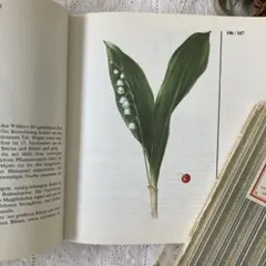 2026年最新】植物図鑑 アンティークの人気アイテム - メルカリ