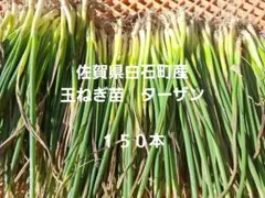 2026年最新】ターザン 苗の人気アイテム - メルカリ