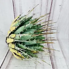 2026年最新】エボリスピナ ベアルートの人気アイテム - メルカリ