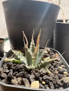 2026年最新】エボリスピナ陽炎の人気アイテム - メルカリ