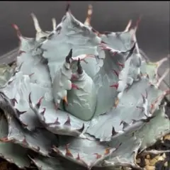 2026年最新】甲蟹 屈原の人気アイテム - メルカリ