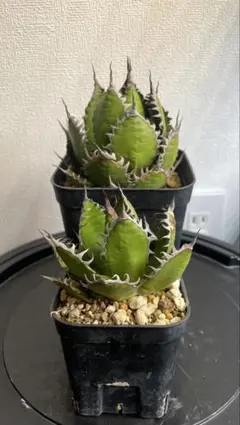 2026年最新】アガベ ホリダ 陽炎の人気アイテム - メルカリ