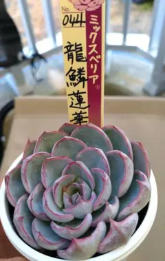 2026年最新】龍鱗蓮華の人気アイテム - メルカリ