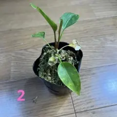 2026年最新】アンスリウム原種の人気アイテム - メルカリ