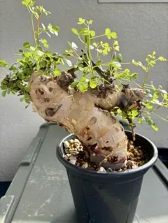 2026年最新】コミフォラの人気アイテム - メルカリ