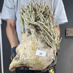 2026年最新】アデニア 種子の人気アイテム - メルカリ