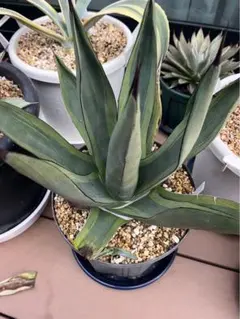 2026年最新】アガベシャークバイトの人気アイテム - メルカリ