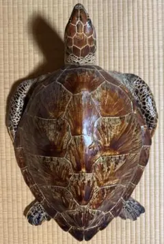 2026年最新】ウミガメの剥製の人気アイテム - メルカリ