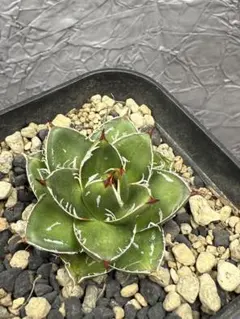 2026年最新】アガベ 王妃笹の雪 a型の人気アイテム - メルカリ